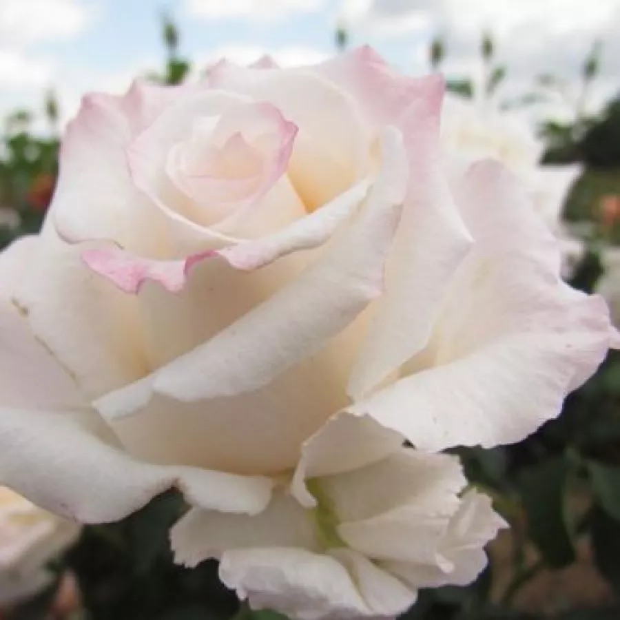 Blanco - Rosa - Anniversary Waltz™ - rosal de pie alto