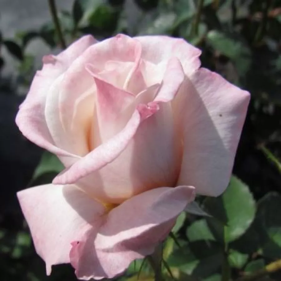 árbol de rosas híbrido de té – rosal de pie alto - Rosa - Anniversary Waltz™ - rosal de pie alto