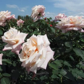 Blanco rema con bordes rosa claro - árbol de rosas híbrido de té – rosal de pie alto - rosa de fragancia intensa - manzana