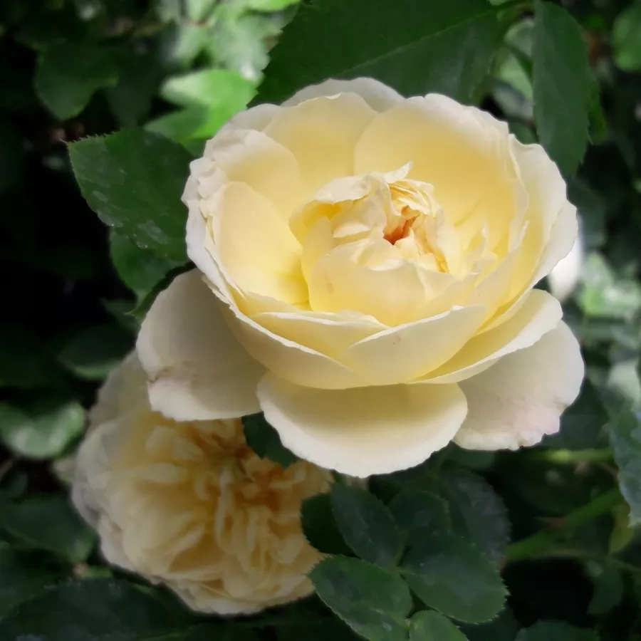 Galben - Trandafiri - Lemon™ - Trandafiri online