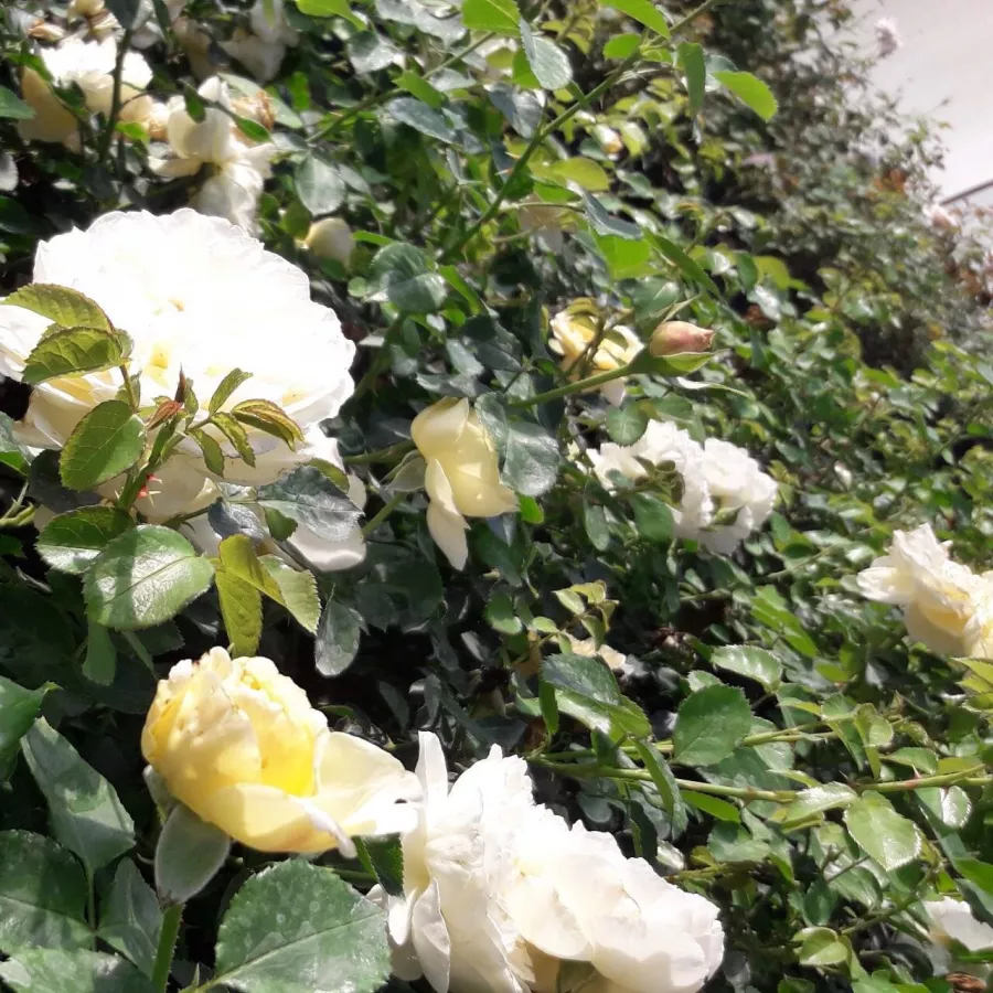 BOZvaz011 - Rosa - Lemon™ - Produzione e vendita on line di rose da giardino