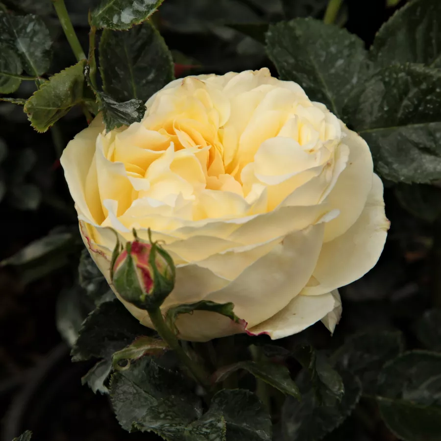 Trandafiri pomisor - Trandafir copac cu trunchi înalt – cu flori în buchet - Trandafiri - Lemon™ - 