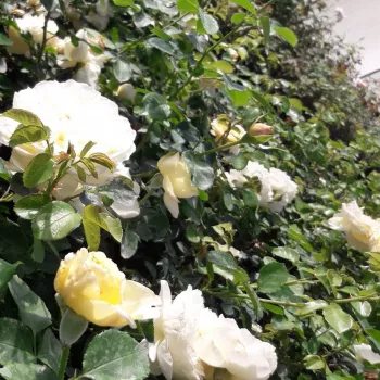 Világossárga - csokros virágú - magastörzsű rózsafa - intenzív illatú rózsa - gyümölcsös aromájú