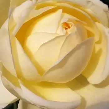 Rózsa kertészet - sárga - csokros virágú - magastörzsű rózsafa - Lemon™ - intenzív illatú rózsa - gyümölcsös aromájú