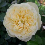 Záhonová ruža - floribunda - intenzívna vôňa ruží - sad - žltá - Rosa Lemon™