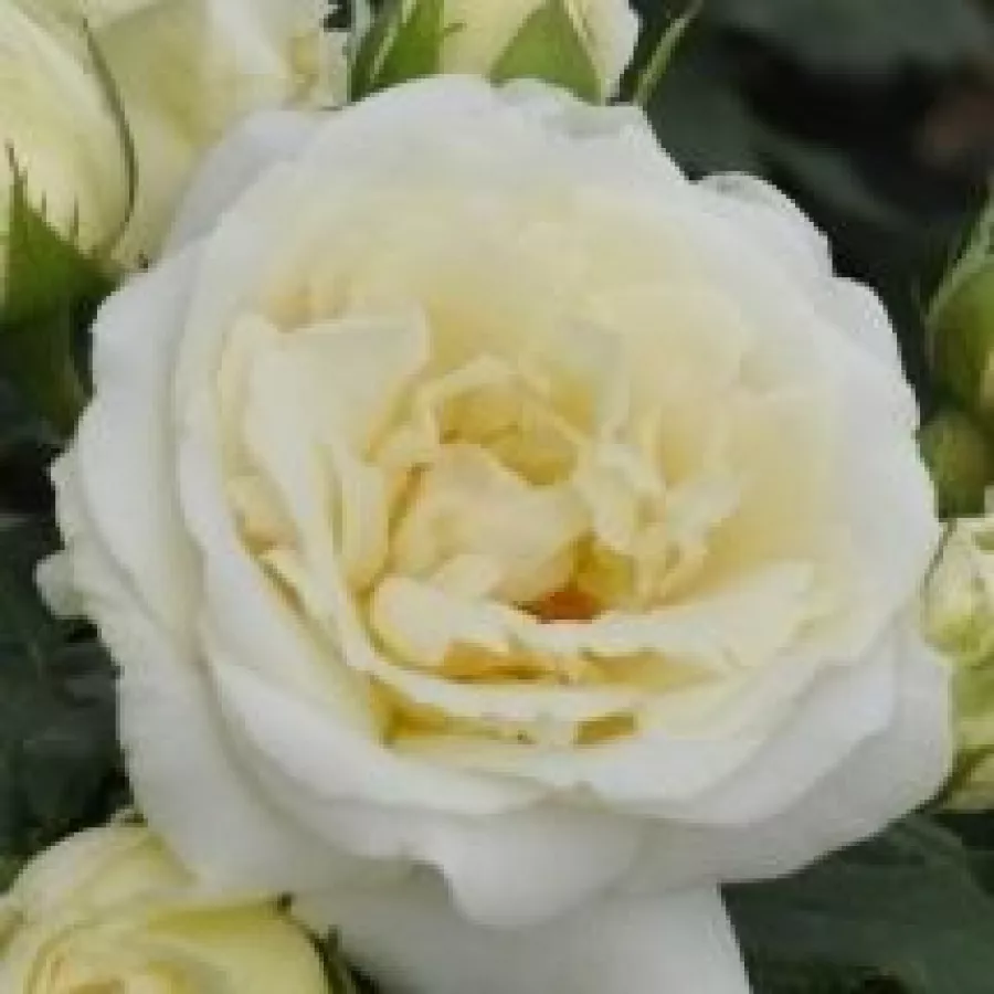 Róże rabatowe grandiflora - floribunda - Róża - Lenka™ - Szkółka Róż Rozaria