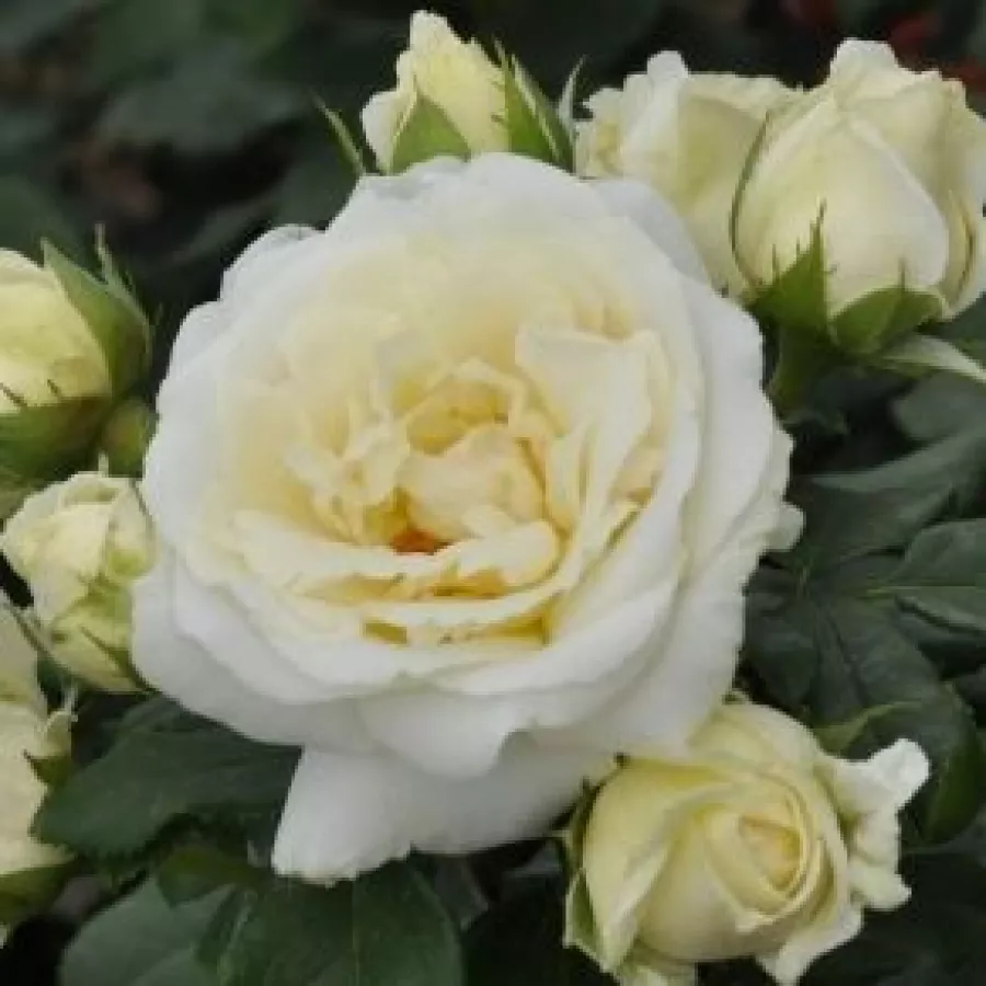 Alb - Trandafiri - Lenka™ - Trandafiri online