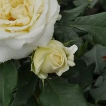 Rosa Lenka™ - alb - Trandafir copac cu trunchi înalt - cu flori în buchet - coroană tufiș