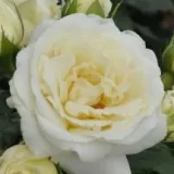 Záhonová ruža - floribunda - mierna vôňa ruží - vôňa divokej ruže - biely - Rosa Lenka™