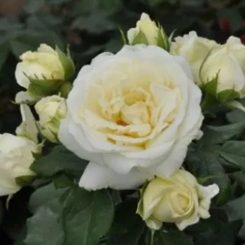 Alb - Trandafiri Floribunda   (60-70 cm)