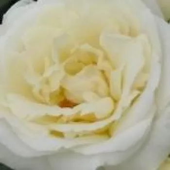 Online rózsa kertészet - fehér - virágágyi floribunda rózsa - diszkrét illatú rózsa - vadrózsa3 aromájú - Lenka™ - (60-70 cm)