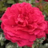 Vörös - angol rózsa - Online rózsa vásárlás - Rosa Leonard Dudley Braithwaite - intenzív illatú rózsa - tea aromájú