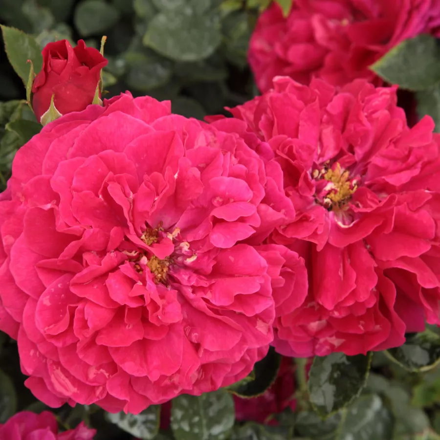 Czerwony - Róża - Leonard Dudley Braithwaite - Szkółka Róż Rozaria