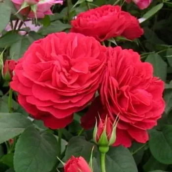 Rosa Leonard Dudley Braithwaite - czerwony - angielska róża