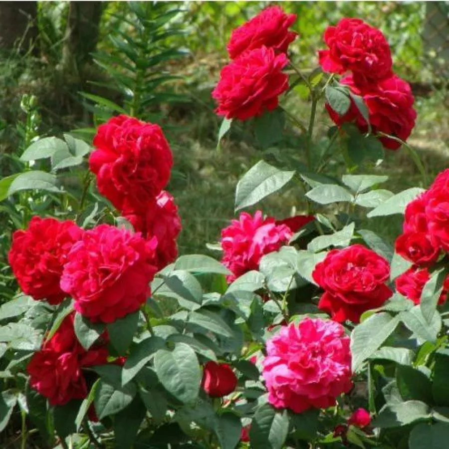 AUScrim - Rosa - Leonard Dudley Braithwaite - Produzione e vendita on line di rose da giardino