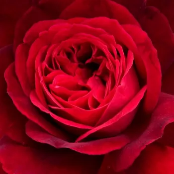 Rosen Gärtnerei - englische rosen - rot - Rosa Leonard Dudley Braithwaite - stark duftend - David Austin - Aus ihren samten, dunkelroten Knospen entwickeln sich rosettenförmige Blüten, deren süßer, frischer Duft an herkömmliche Rosen erinnert.