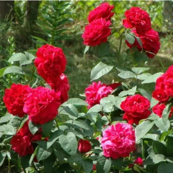 Roşu închis - trandafiri pomisor - Trandafir copac cu trunchi înalt – cu flori tip trandafiri englezești