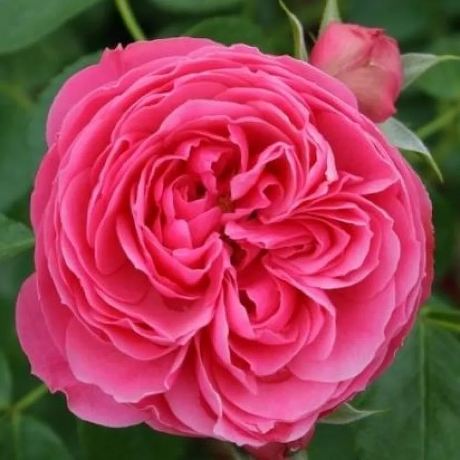 Rose Nostalgiche - Rosa - Leonardo da Vinci® - Produzione e vendita on line di rose da giardino
