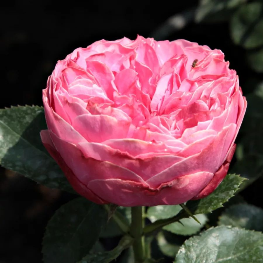 Różowy - Róża - Leonardo da Vinci® - Szkółka Róż Rozaria