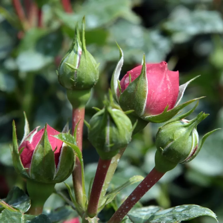 Róża z dyskretnym zapachem - Róża - Leonardo da Vinci® - Szkółka Róż Rozaria