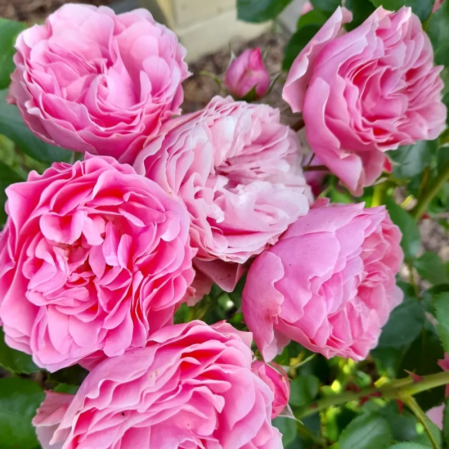 MEIdeauri - Rosa - Leonardo da Vinci® - Produzione e vendita on line di rose da giardino
