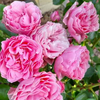 Blijedo roza  - Nostalgična ruža   (70-150 cm)