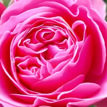 Rózsa kertészet - nosztalgia rózsa - rózsaszín - diszkrét illatú rózsa - szegfűszeg aromájú - Leonardo da Vinci® - (70-150 cm)
