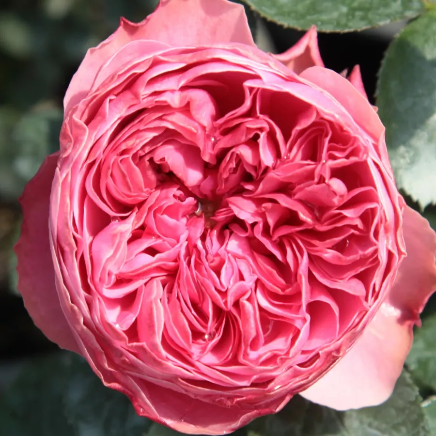 Růžová - Růže - Leonardo da Vinci® - 