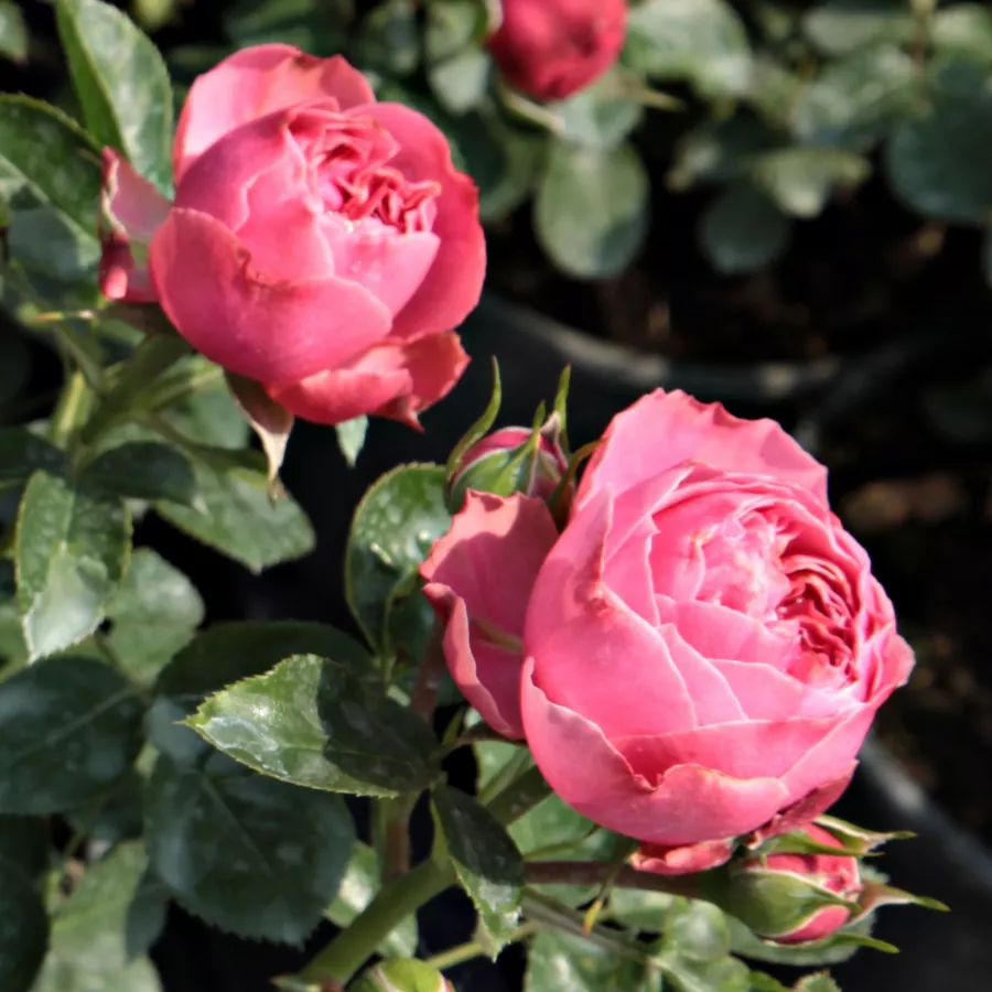 Rosier aux fleurs anglaises - rosier à haute tige - Rosier - Leonardo da Vinci® - 