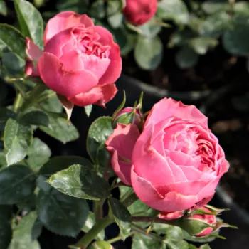 Rosa Leonardo da Vinci® - roz - trandafiri pomisor - Trandafir copac cu trunchi înalt – cu flori tip trandafiri englezești
