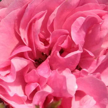 Online rózsa webáruház - rózsaszín - magastörzsű rózsa - angolrózsa virágú - Leonardo da Vinci® - diszkrét illatú rózsa - szegfűszeg aromájú