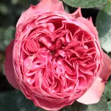 Rózsaszín - diszkrét illatú rózsa - szegfűszeg aromájú - Online rózsa vásárlás - Rosa Leonardo da Vinci® - nosztalgia rózsa