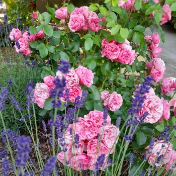 Rosa claro - rosales nostalgicos - rosa de fragancia discreta - clavero