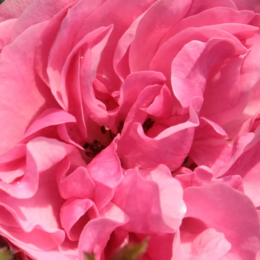 MEIdeauri - Ruža - Leonardo da Vinci® - ruže eshop