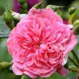 Rózsaszín - virágágyi floribunda rózsa - Online rózsa vásárlás - Rosa Les Quatre Saisons® - nem illatos rózsa