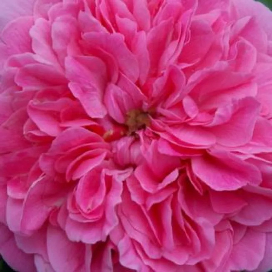 Floribunda, shrub - Ruža - Les Quatre Saisons® - Narudžba ruža