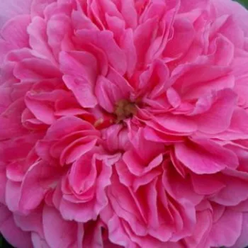 Ružová - školka - eshop  - záhonová ruža - floribunda - ružová - bez vône - Les Quatre Saisons® - (60-70 cm)