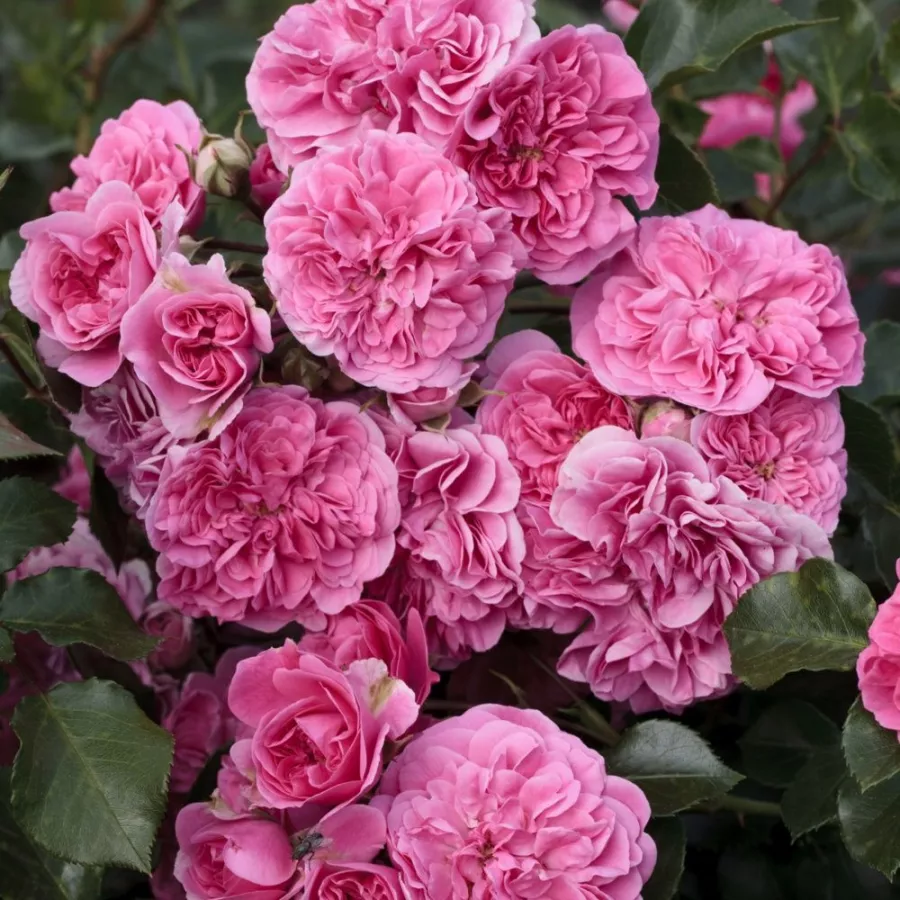Virágágyi floribunda rózsa - Rózsa - Les Quatre Saisons® - Online rózsa rendelés