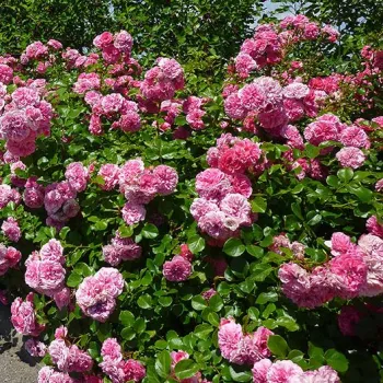 Rózsaszín - virágágyi floribunda rózsa   (60-70 cm)