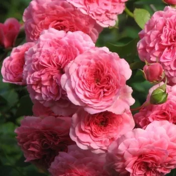 Rosa Les Quatre Saisons® - ružičasta - Floribunda ruže