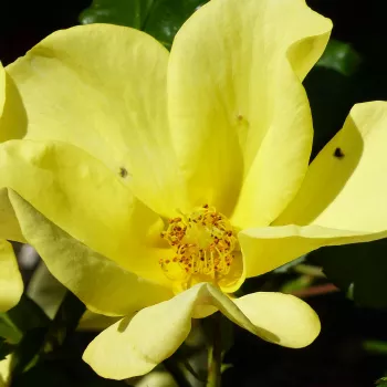 Rózsa kertészet - sárga - virágágyi floribunda rózsa - Liane Foly® - intenzív illatú rózsa - fűszer aromájú - (40-80 cm)