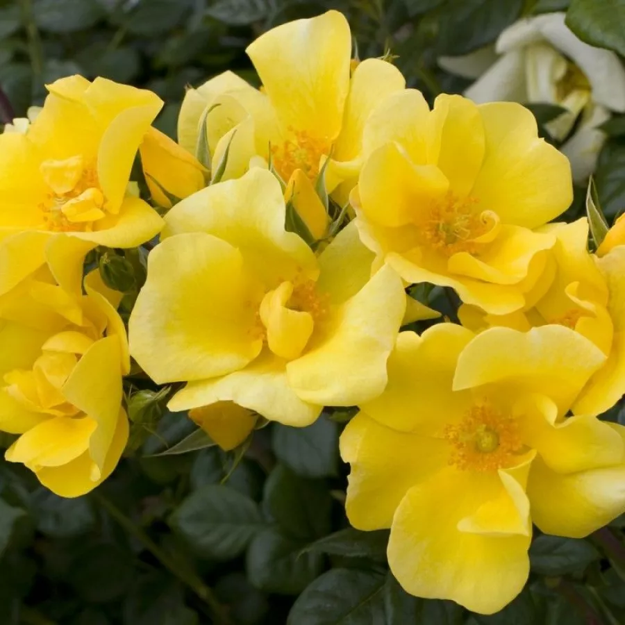żółty - Róża - Liane Foly® - Szkółka Róż Rozaria
