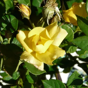 Rosa Liane Foly® - sárga - virágágyi floribunda rózsa