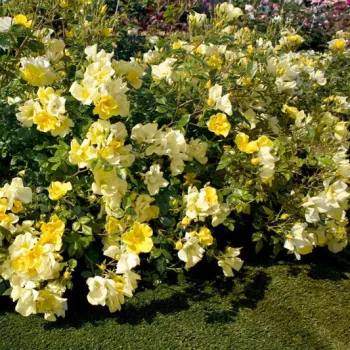 Világossárga - virágágyi floribunda rózsa - intenzív illatú rózsa - fűszer aromájú