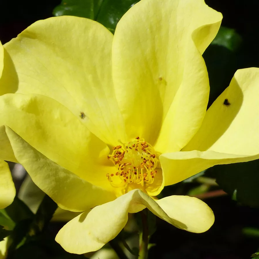 Floribunda - Rosa - Liane Foly® - Produzione e vendita on line di rose da giardino