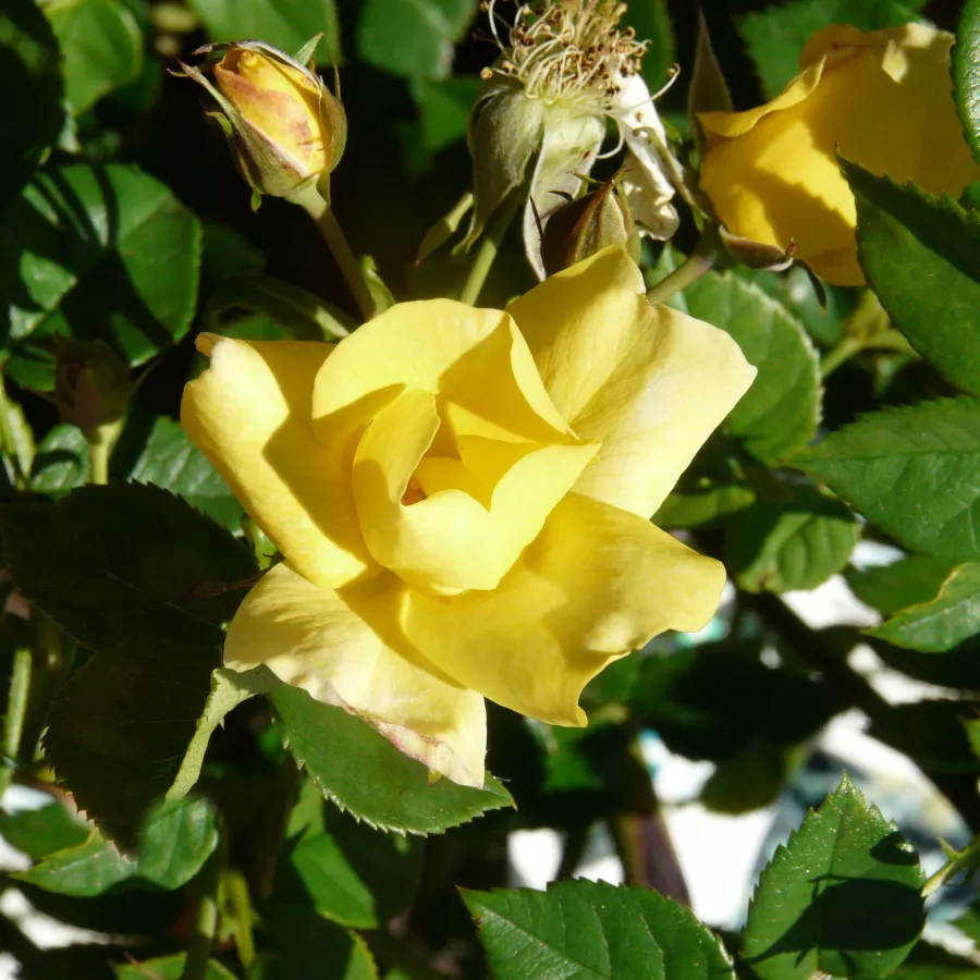 Trandafiri pomisor - Trandafir copac cu trunchi înalt – cu flori simpli - Trandafiri - Liane Foly® - 