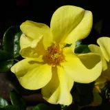 Záhonová ruža - floribunda - intenzívna vôňa ruží - aróma korenia - žltá - Rosa Liane Foly®