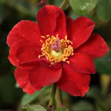 Vörös - törpe - mini rózsa - Online rózsa vásárlás - Rosa Libán - nem illatos rózsa