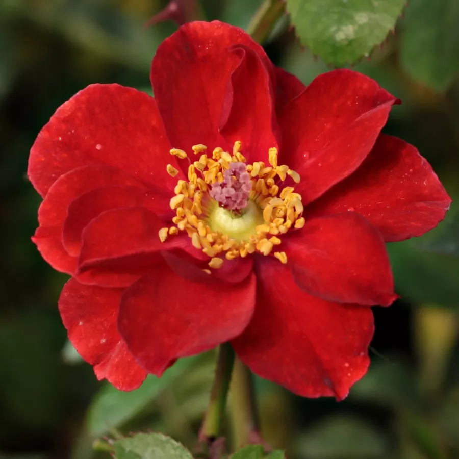 Róże miniaturowe - Róża - Libán - Szkółka Róż Rozaria