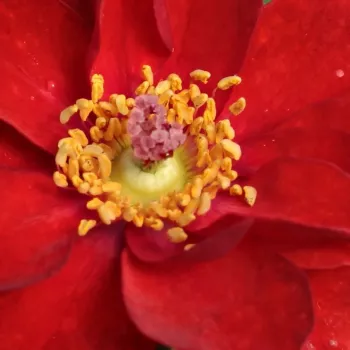 Ruže - online - koupit - trpasličia, mini ruža - červený - bez vône - Libán - (50-60 cm)